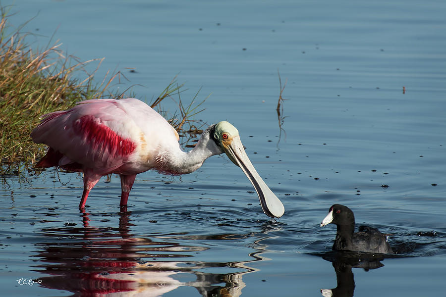 Merritt Island National Wildlife Refuge - Roseate Spoonbill Meeting with American Coot Photograph by Ronald Reid
