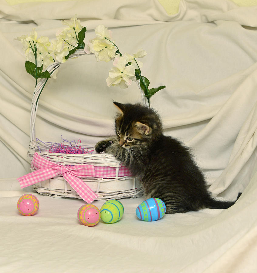 Merry and Easter Basket #11 Photograph by Cindy McIntyre