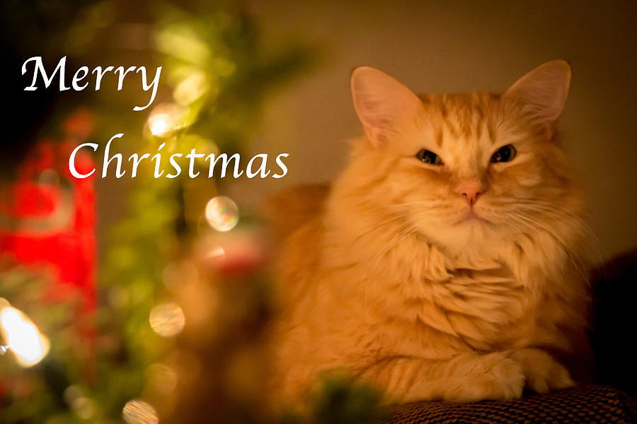 Cat Photograph - Merry Christmas by Andrea Kappler
