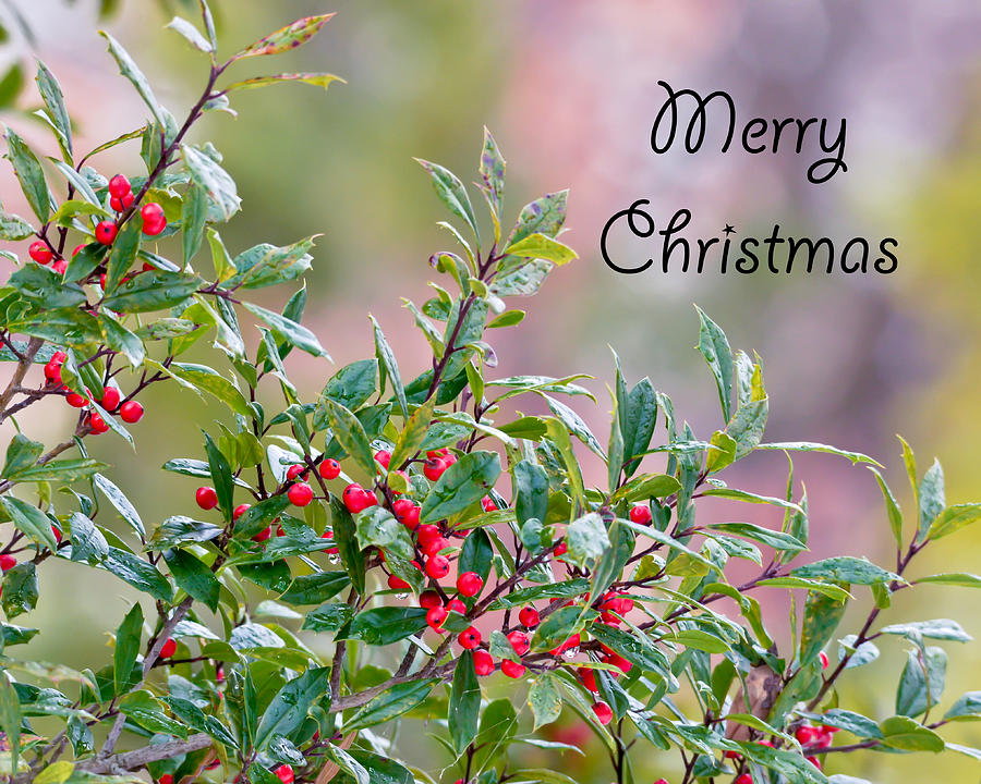 Merry Christmas - Berries Photograph by Kerri Farley