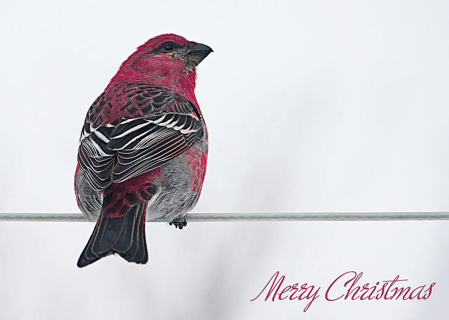 Merry Christmas Bird Photograph by Maggie Terlecki