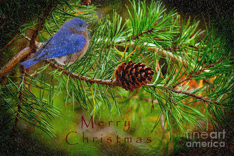 Christmas Photograph - Merry Christmas card with Bluebird by Sandra Clark