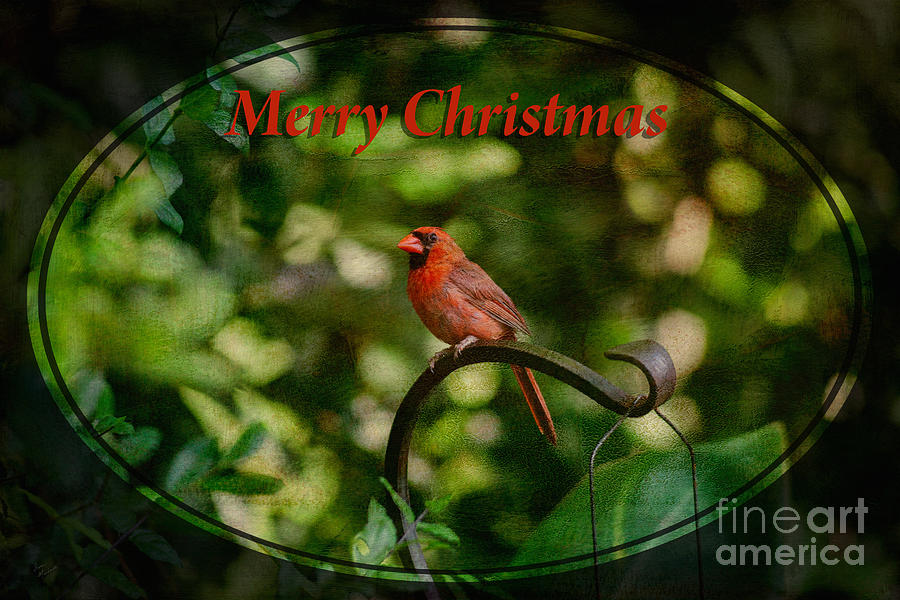 Merry Christmas Cardinal Photograph by Diane Macdonald