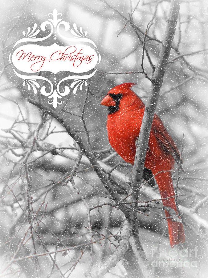 Merry Christmas Cardinal Photograph by Robert ONeil