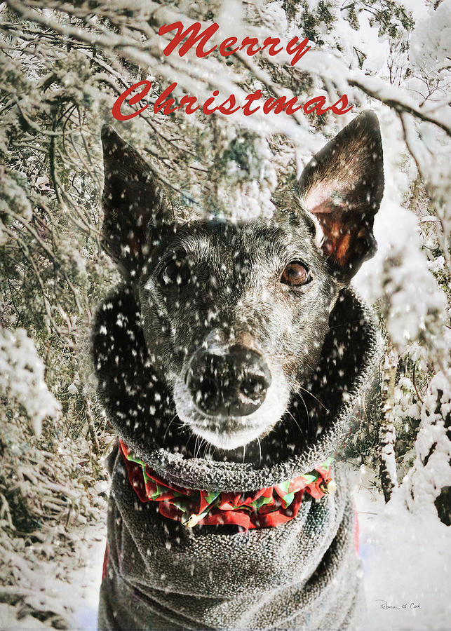Merry Christmas Dog Photograph by Bellesouth Studio