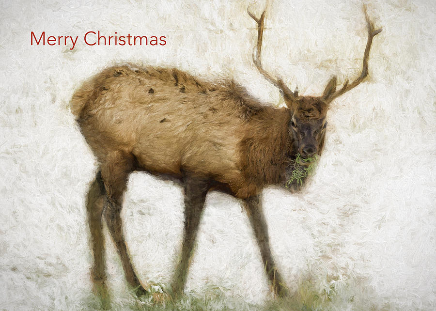Merry Christmas Elk Greeting Card Photograph by Belinda Greb