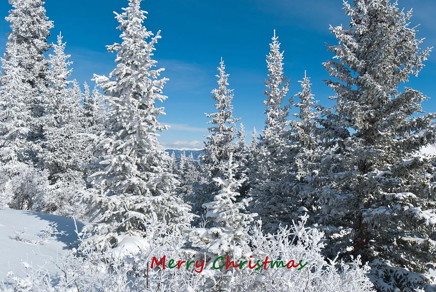 Merry Christmas from Colorado Photograph by Cascade Colors