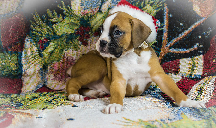 Merry Christmas from Oscar the Boxer 1 Photograph by George Kenhan