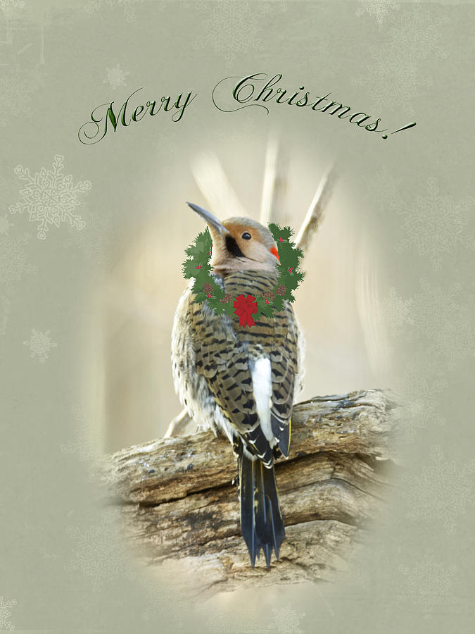 Merry Christmas Greeting Card - Northern Flicker Woodpecker Photograph by Carol Senske