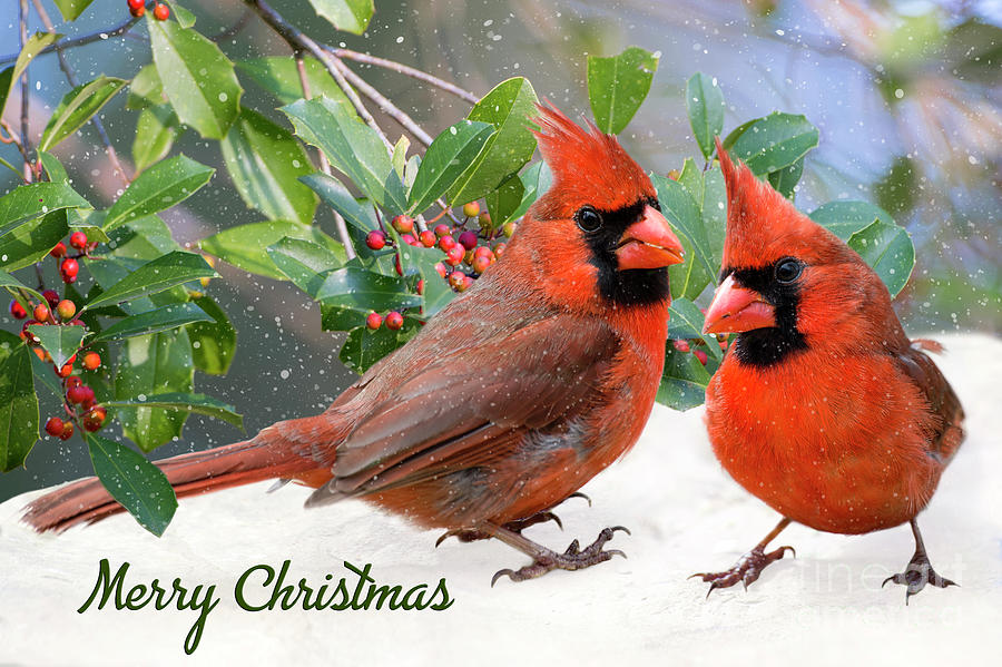 Merry Christmas Northern Cardinals Photograph by Bonnie Barry