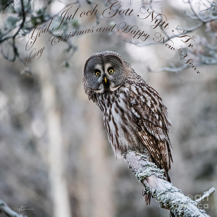 Merry Christmas Owl Photograph by Torbjorn Swenelius