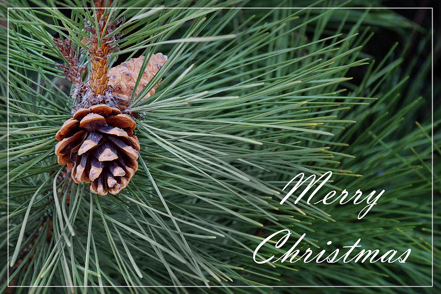 Merry Christmas - Pine Cones Photograph by Nikolyn McDonald