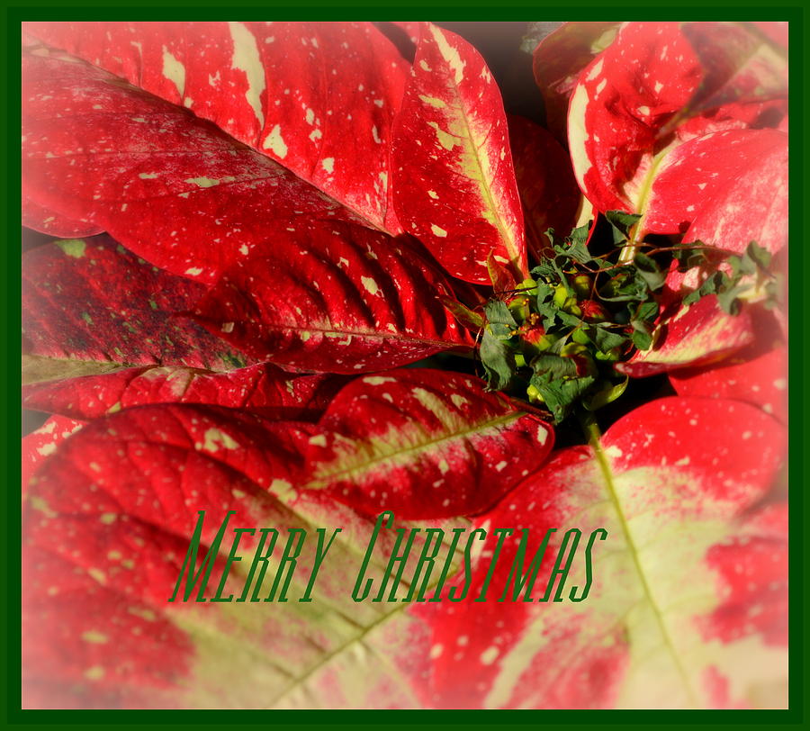 Merry Christmas Poinsettia Card Photograph