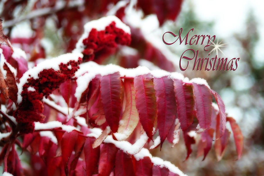 Christmas Card Photograph - Merry Christmas Red Leaves  by Cathy Beharriell