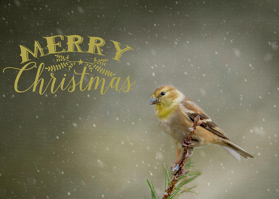 Merry Christmas Winter Goldfinch 1 Photograph by Cathy Kovarik