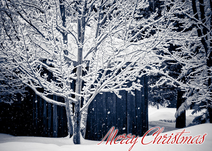 Merry Christmas Winter Tree  Photograph by Maggie Terlecki