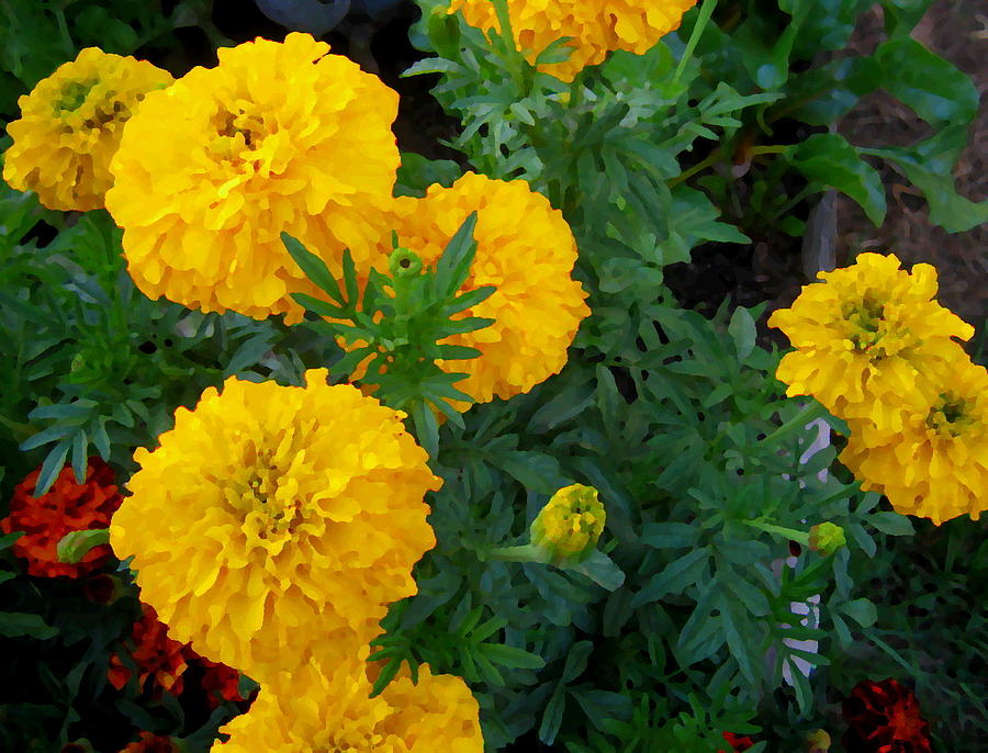 Merry Marigolds Digital Art by Larry and Charlotte Bacon