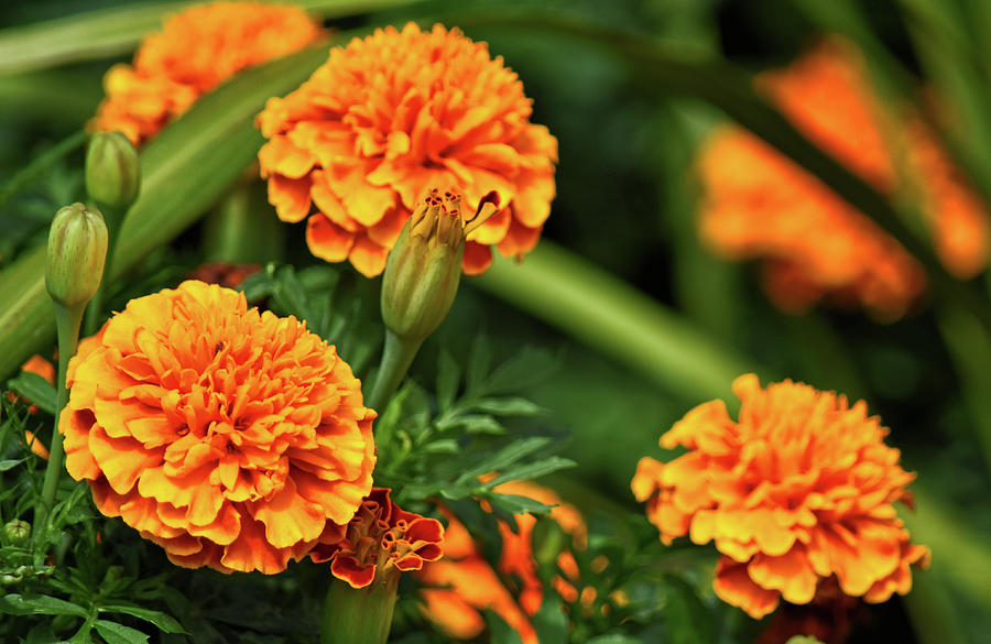 Merry Marigolds Photograph by Maria Keady - Fine Art America