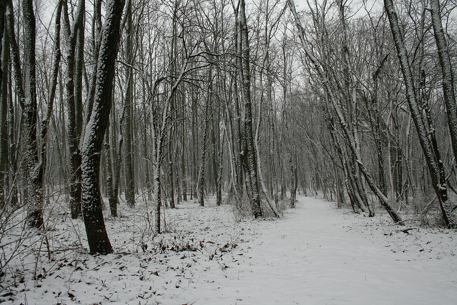 Merwin Snow Woods Photograph by Dylan Punke