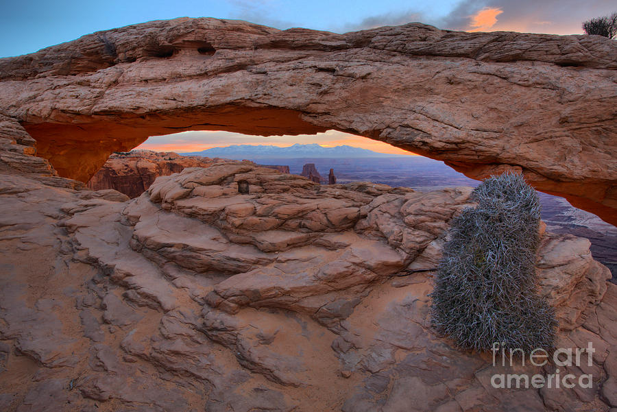 Mesa Arch Shrub Photograph by Adam Jewell