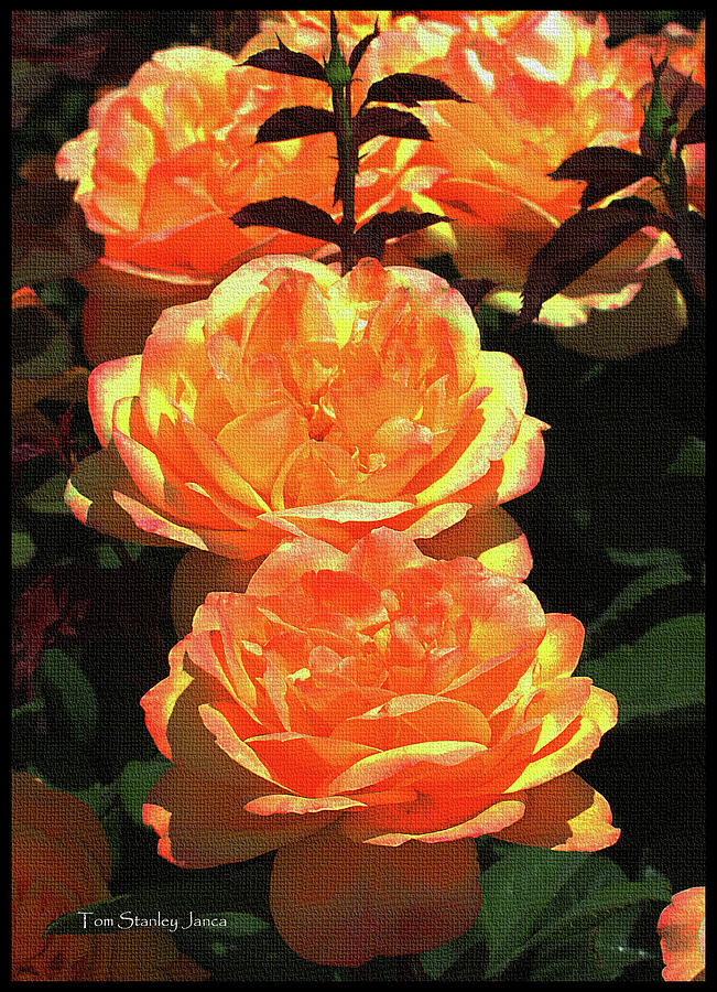 Mesa Communiy College Roses Digital Art by Tom Janca