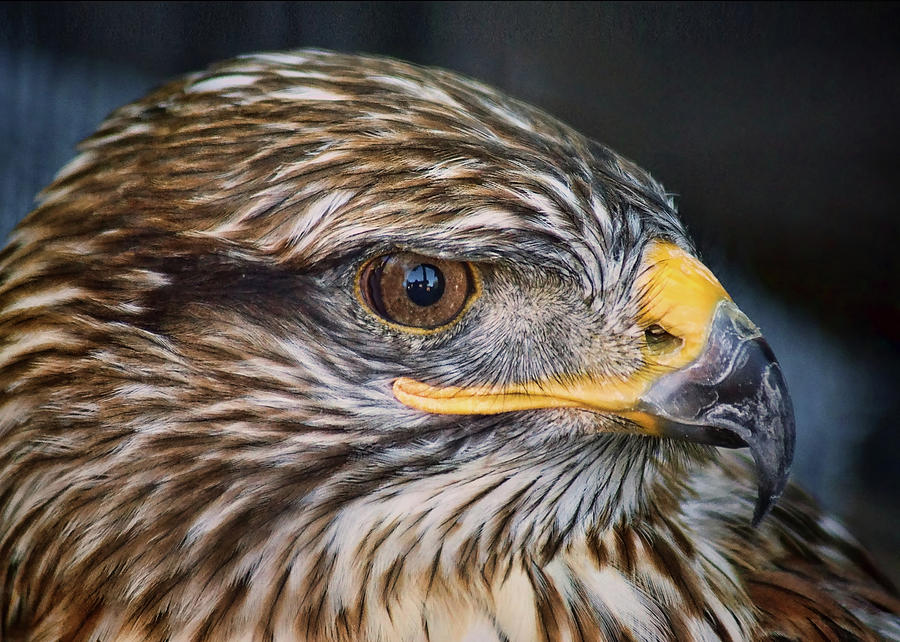 Mesa - Ferruginous Hawk - Profile Photograph by Nikolyn McDonald
