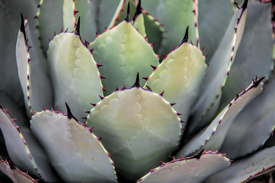 Mescal Agave Plant at Balboa Park Photograph by Roberts Pixels