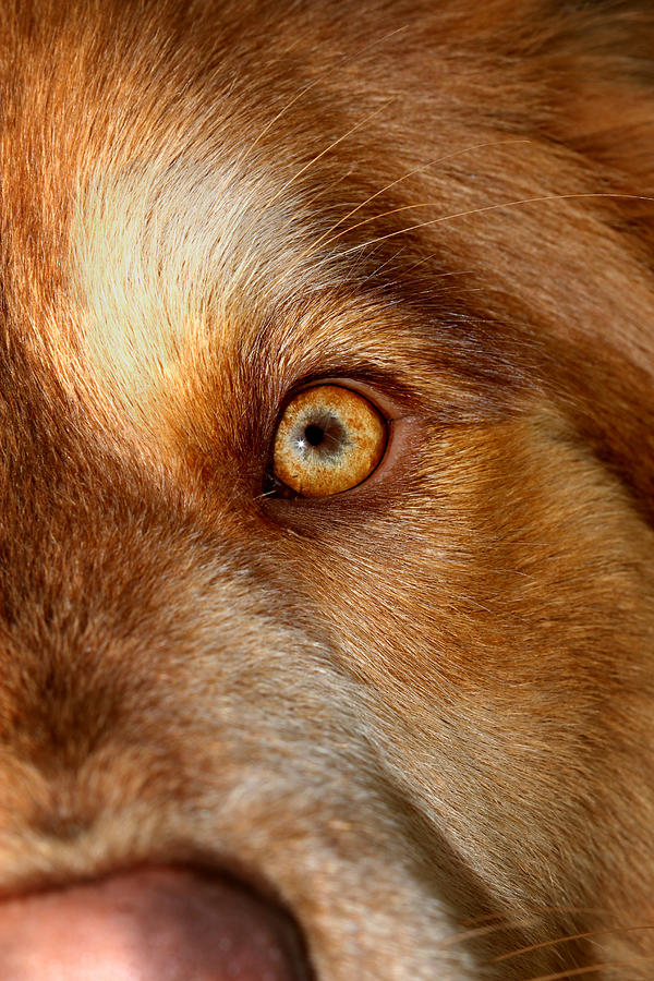 Mesmerizing Golden Eye Of Dog Photograph by Tracie Schiebel