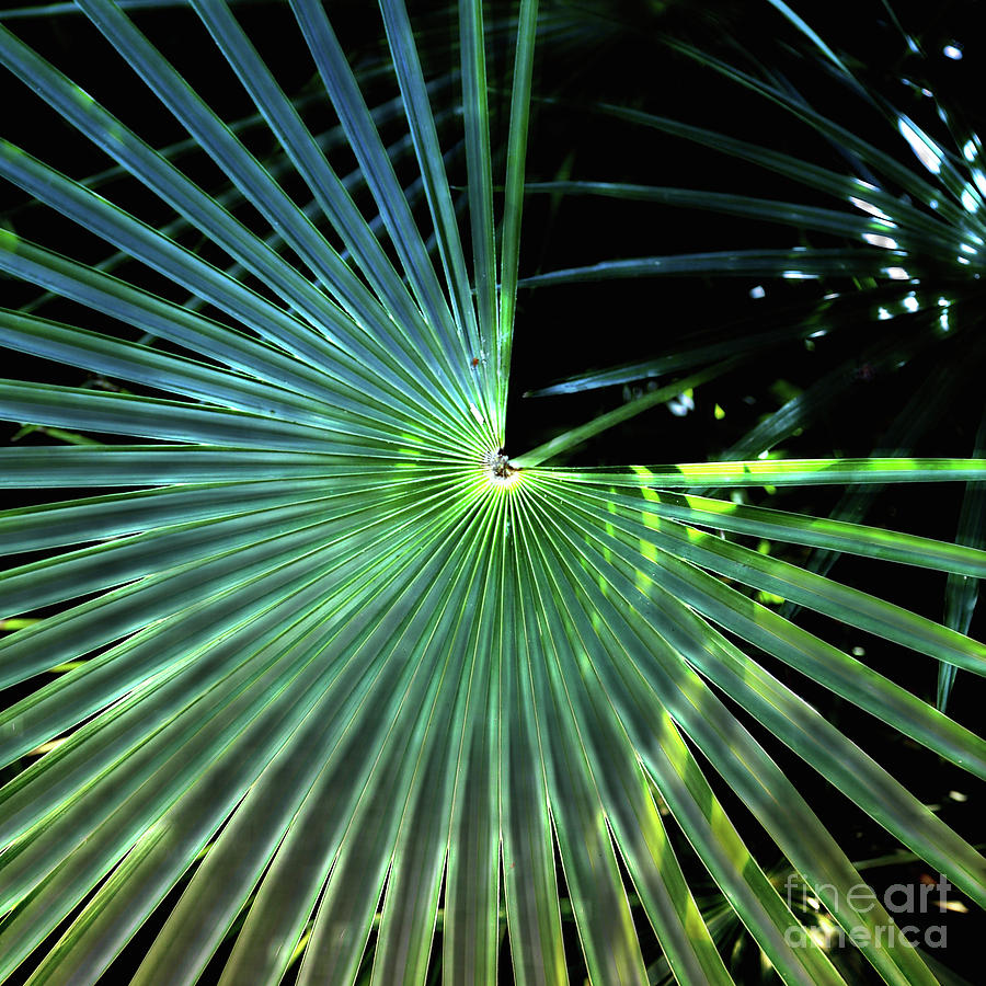 Mesmerizing Palm Fronds Photograph by Carol Groenen