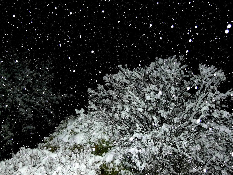 Mesmerizing Snowfall  Photograph by Will Borden