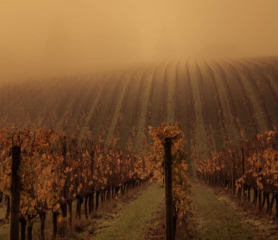 Mesmerizing Vines Photograph by Don Schwartz