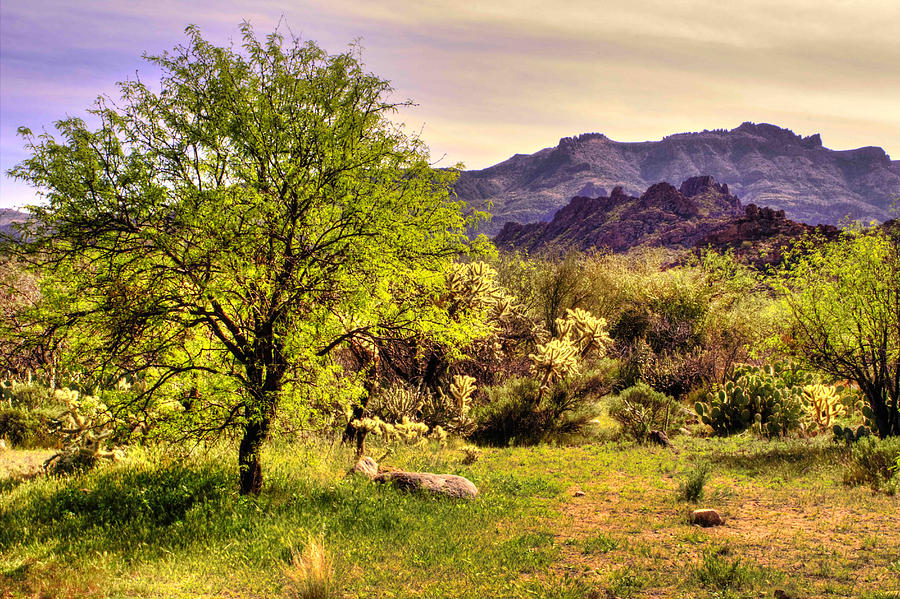 Mesquite and Superstition Mountain Vista Photograph by Roger Passman