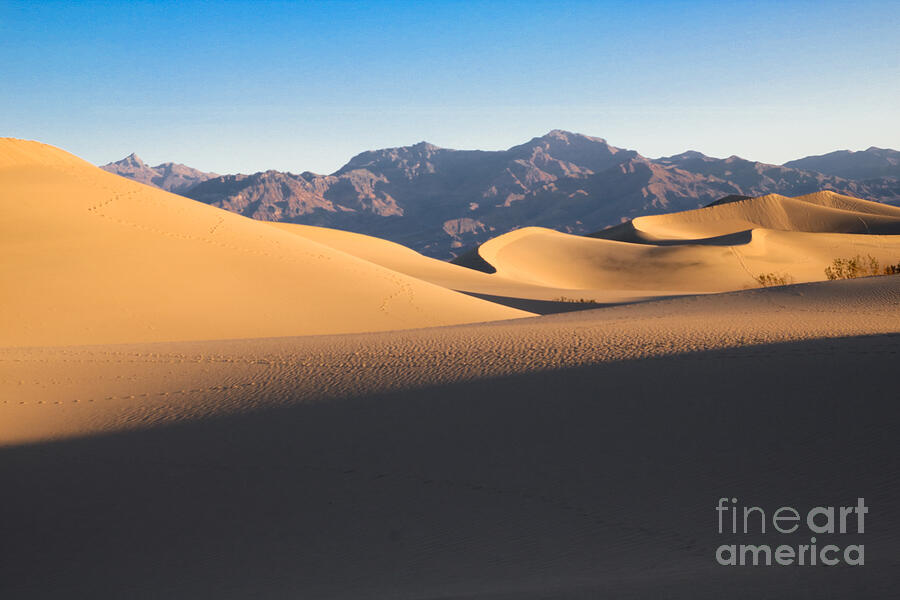 Desert Photograph - Mesquite Dunes At Dawn by Suzanne Luft