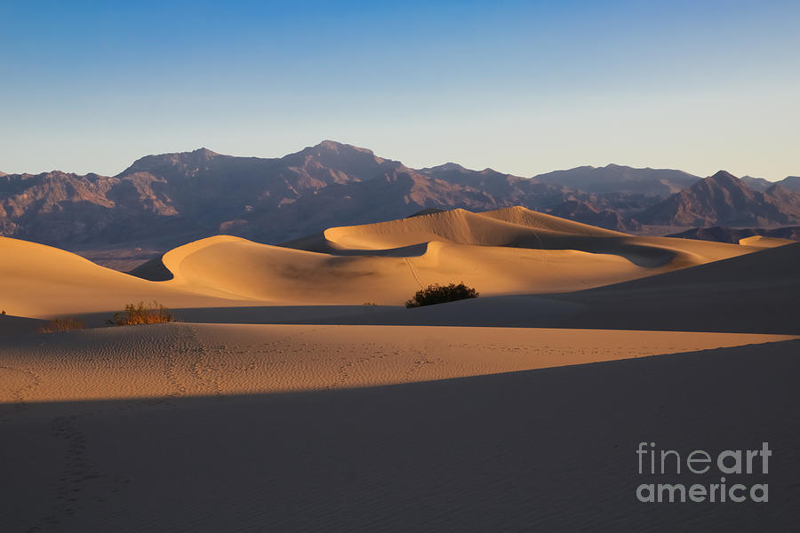 Mesquite Dunes Photograph by Suzanne Luft