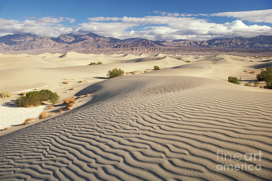 Death Valley National Park Photograph - Mesquite dunes by Tim Hauf