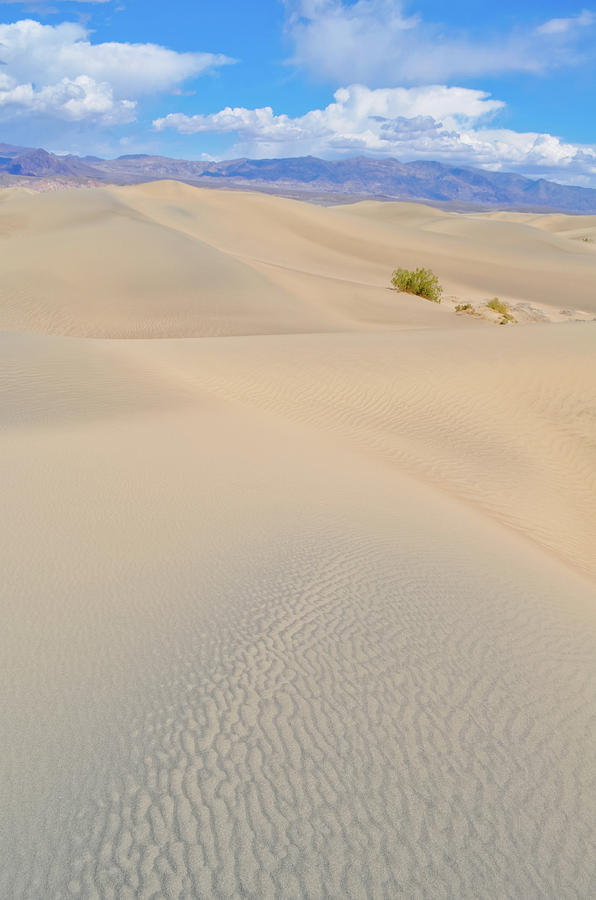 Mesquite Flat Sand Dunes Death Valley Portrait Photograph by Kyle Hanson