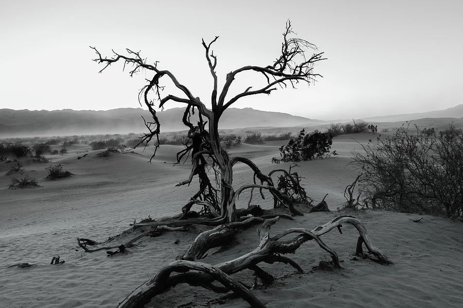 Mesquite Flat Sand Dunes Photograph by Joe Kopp