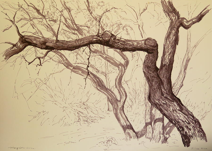 Mesquite Grove Drawing Drawing by Bonnie See Fine Art America
