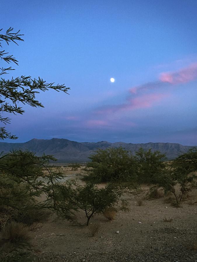 Mesquite Moonrise No. 1 Photograph by Sandy Taylor