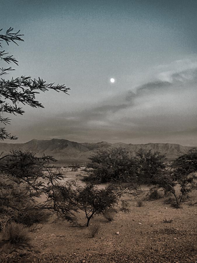 Mesquite Moonrise No. 1-1 Photograph by Sandy Taylor