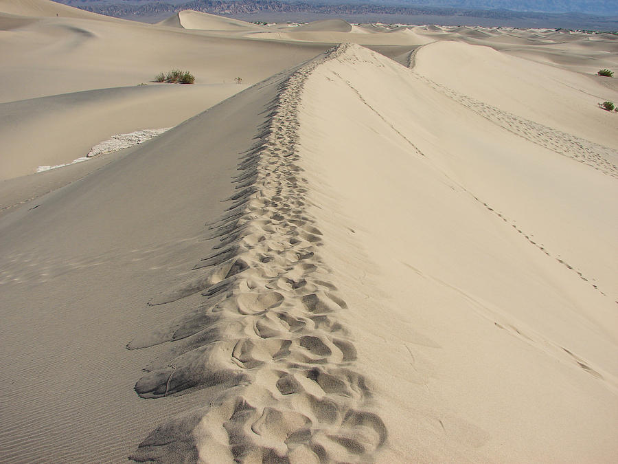 Mesquite Sand Dunes Photograph by Carl Moore