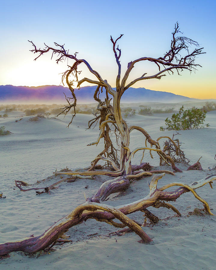 Mesquite Sunset in Death Valley Photograph by Joe Kopp