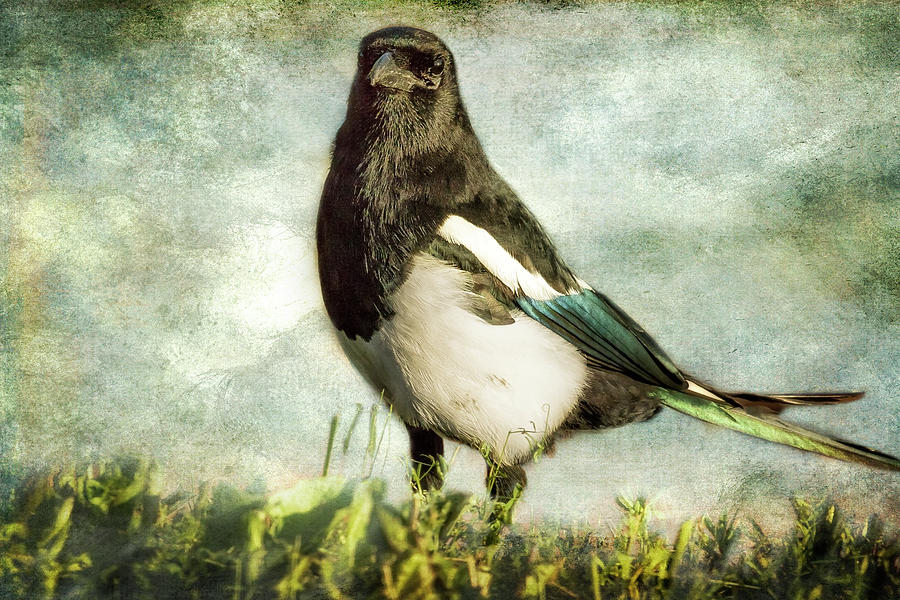 Message from the Magpie Photograph by Belinda Greb