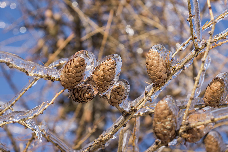 Messy - Tangled Icy Branches and Pine Cones Photograph by Georgia Mizuleva
