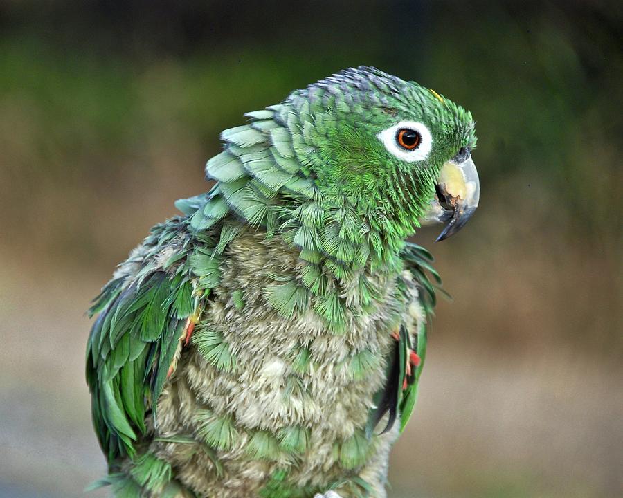 Met A Mealy Amazon Parrot Photograph by David Coleman - Fine Art America