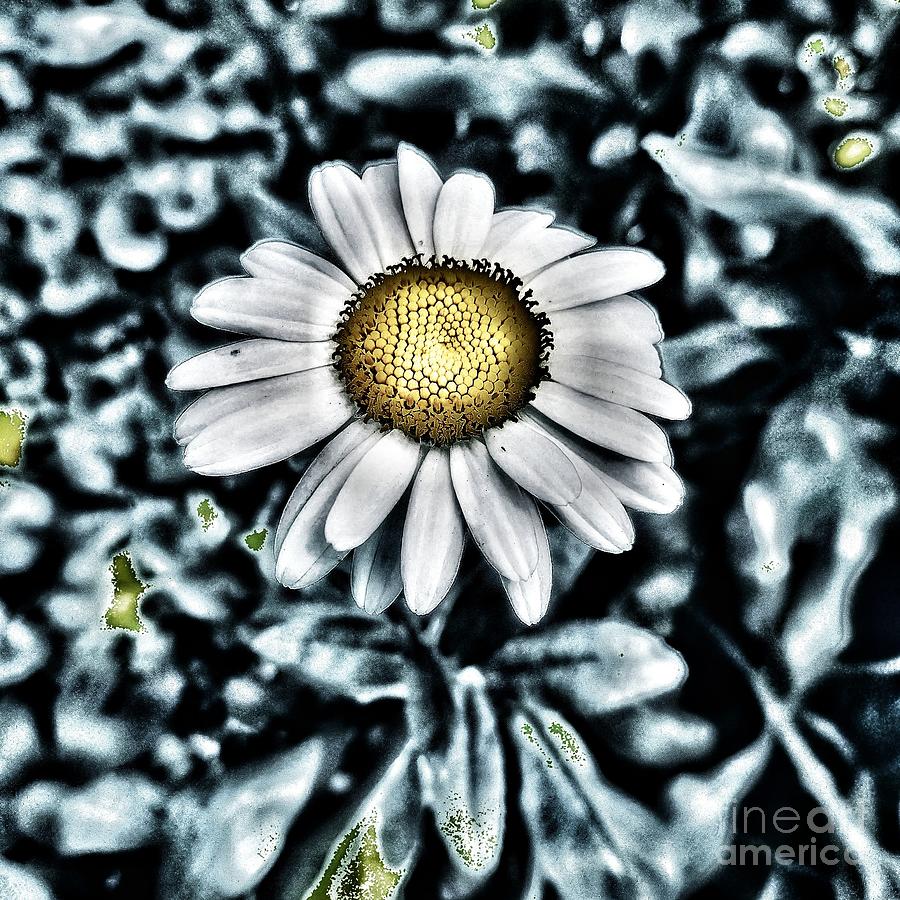 Metal Daisy Photograph by Jacqueline McReynolds