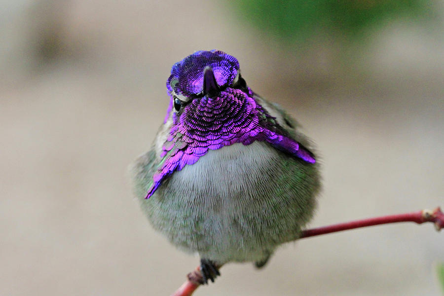 Hummingbird Photograph - Metallic Hummingbird by Shoal Hollingsworth