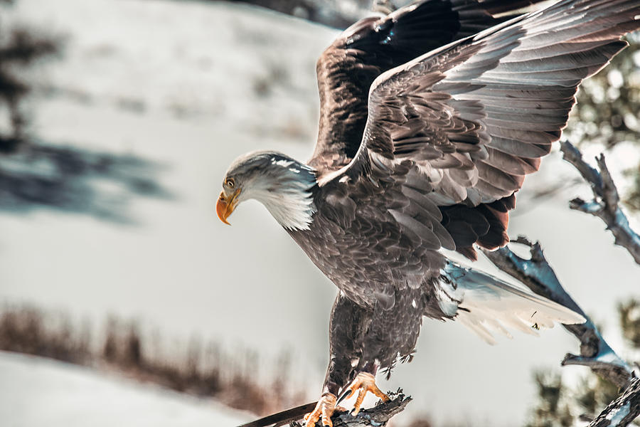 Metallic Bald Eagle  Photograph by Art Atkins