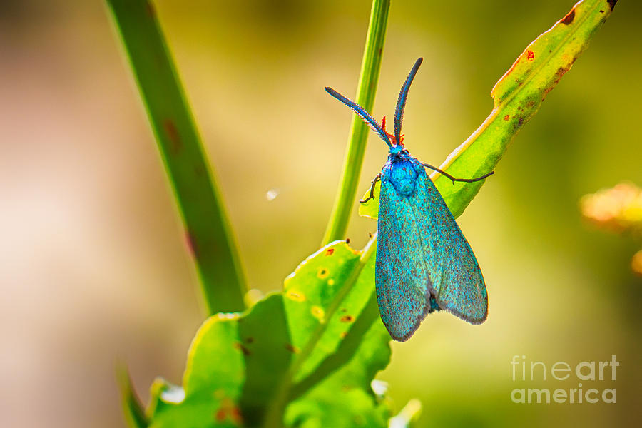 Metallic Forester Moth Photograph