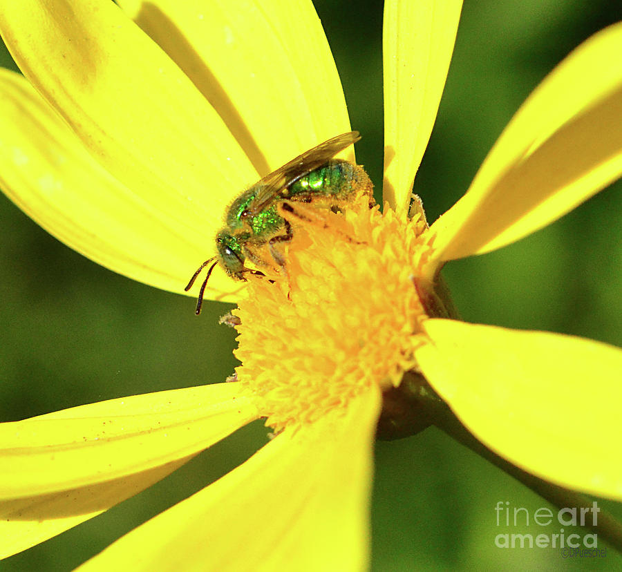 Metallic Green Bee Photograph by Debby Pueschel